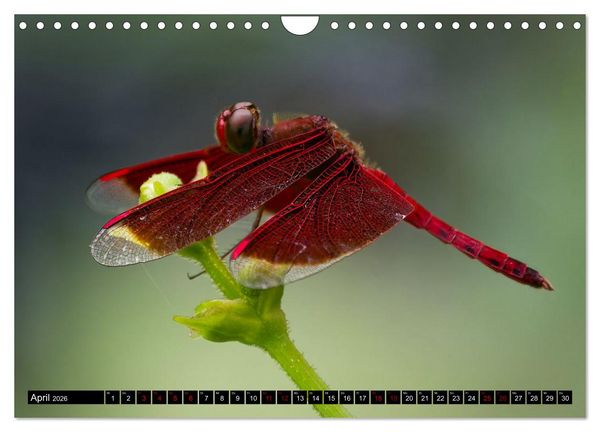 Produktbild: Singapurs Tierwelt (Wandkalender 2026 DIN A4 quer), CALVENDO Monatskalender