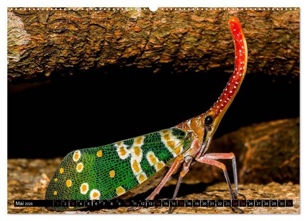 Produktbild: Insekten &bull; Bizarre Naturwunder (Wandkalender 2026 DIN A2 quer), CALVENDO Monatskalender