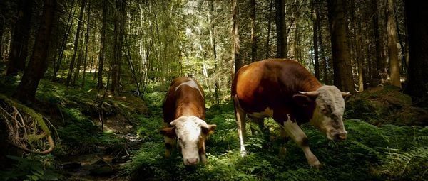 Produktbild: The End of Meat - Eine Welt ohne Fleisch + Bonus: Kurzdoku 'A Future Imperative' (ca. 30 Min; deutsche und englische Untertitel)