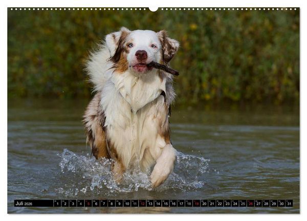 Produktbild: Bekannt wie ein bunter Hund. Australian Shepherd (Wandkalender 2026 DIN A2 quer), CALVENDO Monatskalender