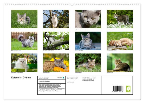 Produktbild: Katzen im Gr&uuml;nen (hochwertiger Premium Wandkalender 2026 DIN A2 quer), Kunstdruck in Hochglanz