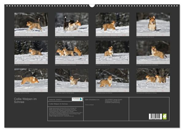 Produktbild: Collie Welpen im Schnee (Wandkalender 2027 DIN A2 quer), CALVENDO Monatskalender