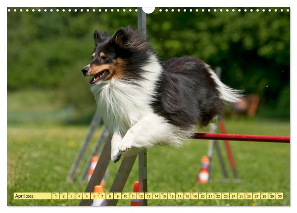 Produktbild: Shetland Sheepdogs - Sweet little charmers (Wall Calendar 2026 DIN A3 landscape), CALVENDO 12 Month Wall Calendar