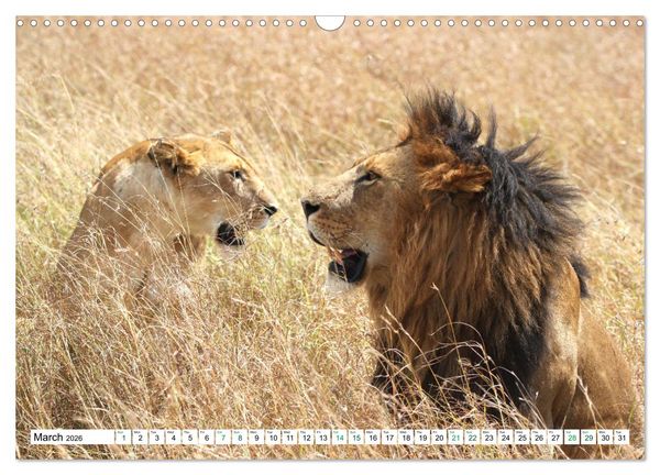 Produktbild: Simba Masai Mara Kenya Africa (Wall Calendar 2026 DIN A3 landscape), CALVENDO 12 Month Wall Calendar