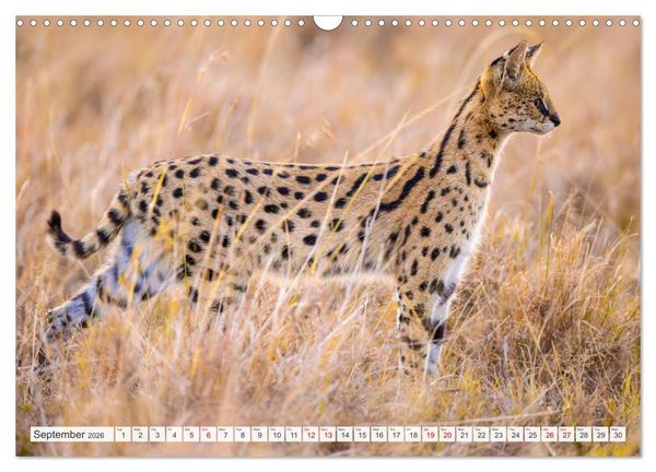 Produktbild: African Cats in impressive portraits (Wall Calendar 2026 DIN A3 landscape), CALVENDO 12 Month Wall Calendar