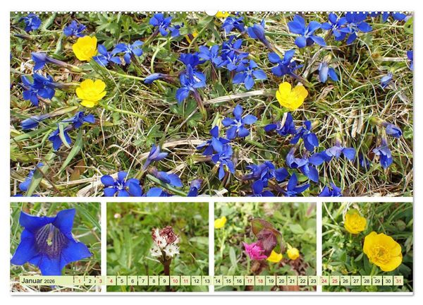 Produktbild: Bl&uuml;tenmeer am Wegesrand (hochwertiger Premium Wandkalender 2026 DIN A2 quer), Kunstdruck in Hochglanz