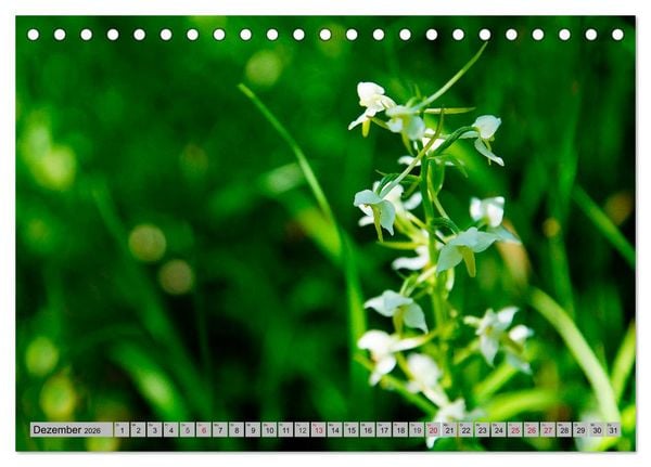 Produktbild: Orchideenwiese 2026 (Tischkalender 2026 DIN A5 quer), CALVENDO Monatskalender