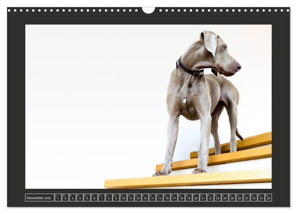Produktbild: Weimaraner - Ein Welpenjahr (Wandkalender 2026 DIN A3 quer), CALVENDO Monatskalender