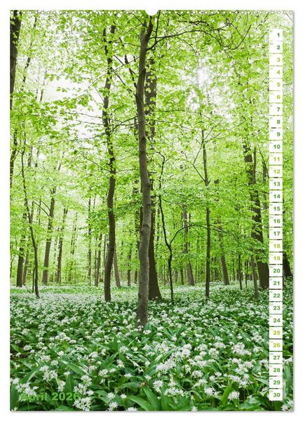 Produktbild: EIFEL - Kraftorte Wald und Wasser (hochwertiger Premium Wandkalender 2026 DIN A2 hoch), Kunstdruck in Hochglanz