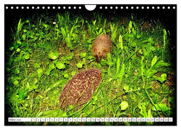 Produktbild: Mein Haus-Igel (Wandkalender 2026 DIN A4 quer), CALVENDO Monatskalender