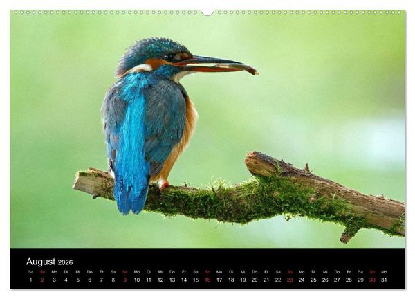 Produktbild: Der Eisvogel...fliegendes Juwel (hochwertiger Premium Wandkalender 2026 DIN A2 quer), Kunstdruck in Hochglanz
