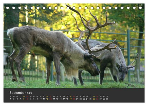 Produktbild: Tierpark-Gera (Tischkalender 2026 DIN A5 quer), CALVENDO Monatskalender