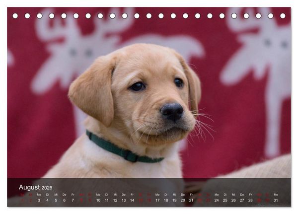 Produktbild: Labrador Retriever Welpen (Tischkalender 2026 DIN A5 quer), CALVENDO Monatskalender