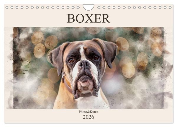 Produktbild: Boxer Photo&Kunst (Wandkalender 2026 DIN A4 quer), CALVENDO Monatskalender