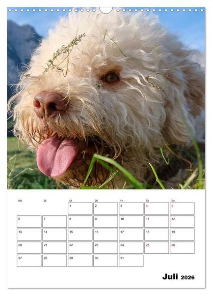 Produktbild: Lagotto Romagnolo - Lustige Zwerge (Wandkalender 2026 DIN A3 hoch), CALVENDO Monatskalender