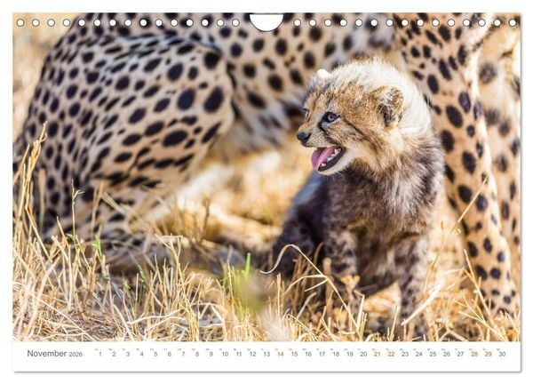 Produktbild: Safari Kenia (Wandkalender 2026 DIN A4 quer), CALVENDO Monatskalender