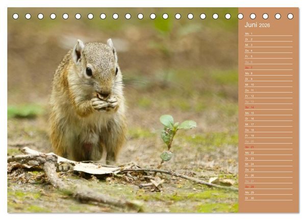 Produktbild: Afrika - Faszinierende Tierwelt (Tischkalender 2026 DIN A5 quer), CALVENDO Monatskalender