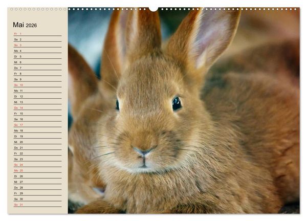 Produktbild: Kaninchen und Hasen (Wandkalender 2026 DIN A2 quer), CALVENDO Monatskalender