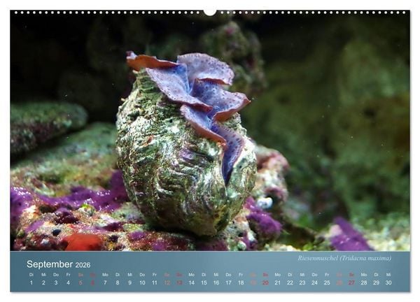 Produktbild: Bunte Riffbewohner - Fische, Anemonen und noch viel mehr (hochwertiger Premium Wandkalender 2026 DIN A2 quer), Kunstdruck in Hochglanz