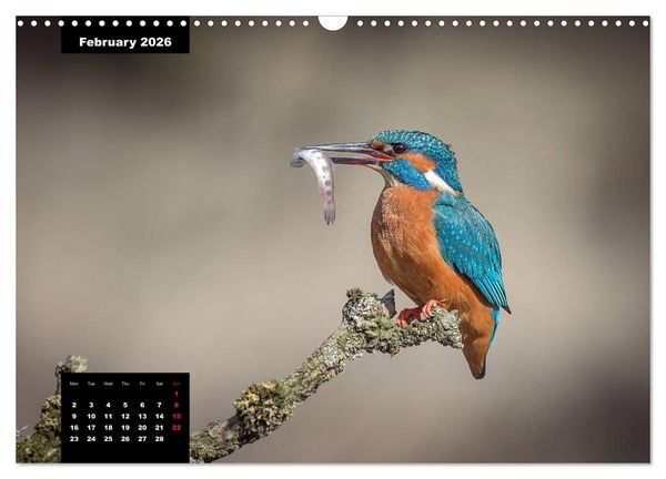 Produktbild: Beautiful birds THE KINGFISHER (Wall Calendar 2026 DIN A3 landscape), CALVENDO 12 Month Wall Calendar