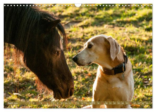 Produktbild: Pferd und Hund - Vierbeinige Freunde (Wandkalender 2026 DIN A3 quer), CALVENDO Monatskalender