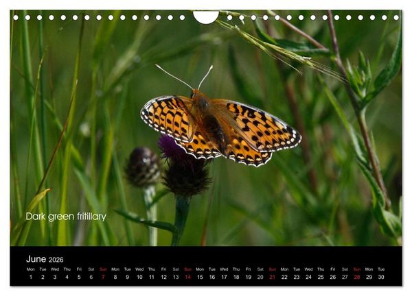 Produktbild: Beautiful British Butterflies (Wall Calendar 2026 DIN A4 landscape), CALVENDO 12 Month Wall Calendar