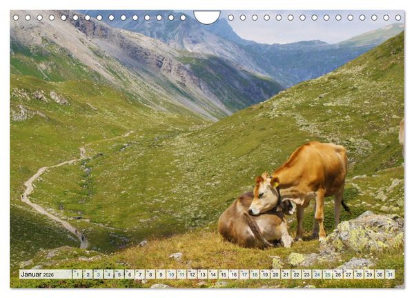 Produktbild: K&uuml;he im Einklang mit der Natur (Wandkalender 2026 DIN A4 quer), CALVENDO Monatskalender