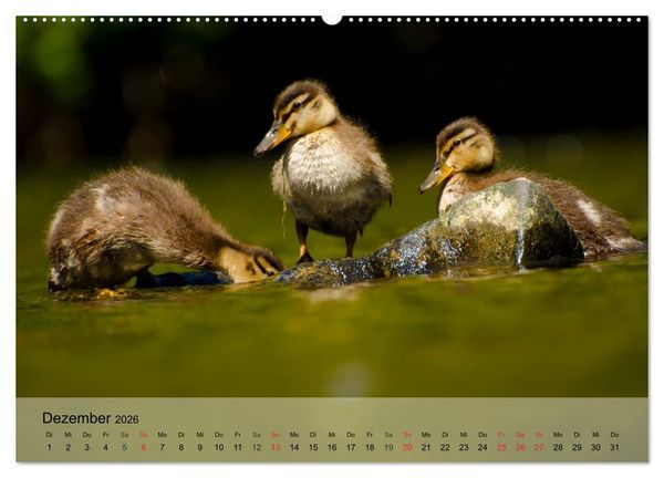Produktbild: G&auml;nse und Enten. Schnattern, watscheln, quaken! (Wandkalender 2026 DIN A2 quer), CALVENDO Monatskalender