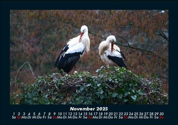 Produktbild: Welt der V&ouml;gel 2025 Fotokalender DIN A5