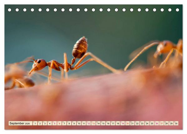 Produktbild: Ameisen - Ordnung im Durcheinander (Tischkalender 2026 DIN A5 quer), CALVENDO Monatskalender