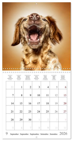 Produktbild: Funny Dog Faces (Wall Calendar 2026 12 &times; 12 Inch) CALVENDO 12 Month Wall Calendar