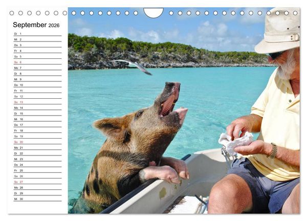 Produktbild: Schwimmende Schweine (Wandkalender 2026 DIN A4 quer), CALVENDO Monatskalender