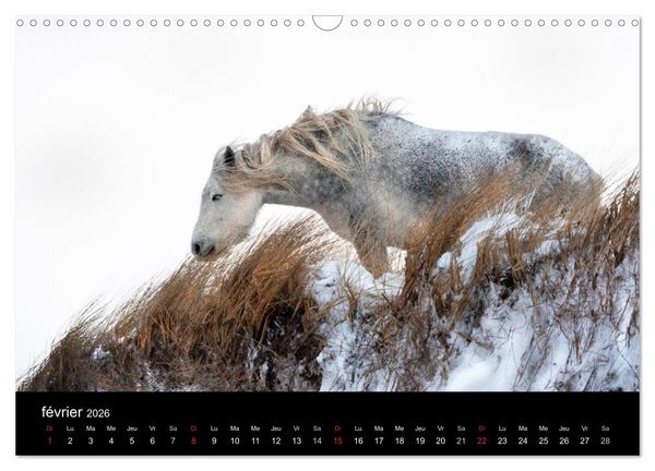 Produktbild: Saint-Pierre et Miquelon &agrave; l'&eacute;tat sauvage (Calendrier mural 2026 DIN A3 vertical), CALVENDO calendrier mensuel