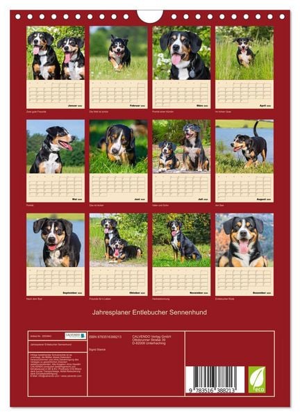 Produktbild: Jahresplaner Entlebucher Sennenhund (Wandkalender 2026 DIN A4 hoch), CALVENDO Monatskalender