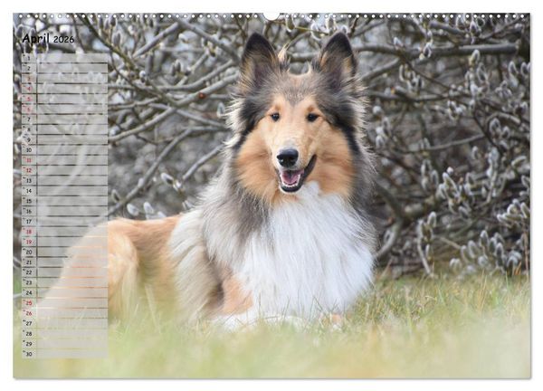 Produktbild: Highland Hawk Fame - Ein Collie begleitet durch das Jahr (Wandkalender 2026 DIN A2 quer), CALVENDO Monatskalender