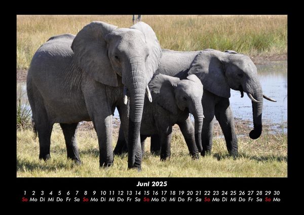 Produktbild: Der Elefantenkalender 2025 Fotokalender DIN A3
