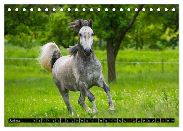 Produktbild: Traumpferd Lipizzaner (Tischkalender 2026 DIN A5 quer), CALVENDO Monatskalender