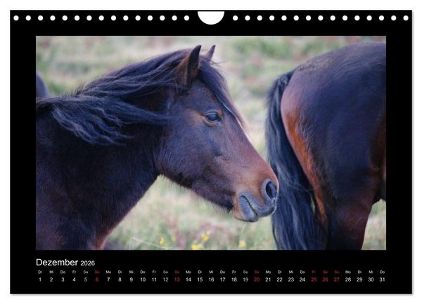Produktbild: Garranos - Bedrohte Wildpferde Europas (Wandkalender 2026 DIN A4 quer), CALVENDO Monatskalender