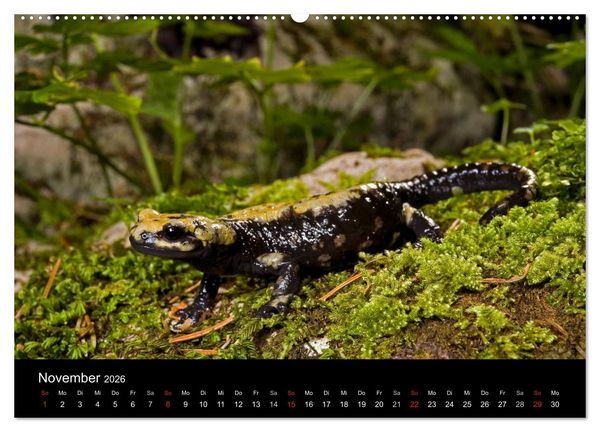 Produktbild: Salamander und Molche (Wandkalender 2026 DIN A2 quer), CALVENDO Monatskalender