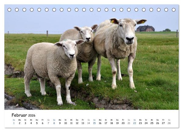 Produktbild: F&ouml;hr und Halligwelt 2026 (Tischkalender 2026 DIN A5 quer), CALVENDO Monatskalender