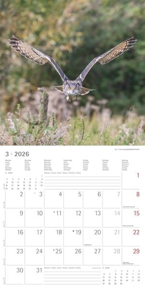 Produktbild: Alpha Edition - Eulen 2026 Broschürenkalender, 30x30cm, Wandkalender mit Platz für Notizen und Termine, beeindruckende Eulen-Motive, Monatsübersicht u