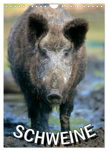 Produktbild: Schweine 2026 (Wandkalender 2026 DIN A4 hoch), CALVENDO Monatskalender
