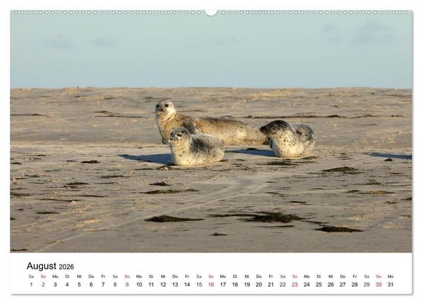 Produktbild: Wilde Tiere unserer Heimat (hochwertiger Premium Wandkalender 2026 DIN A2 quer), Kunstdruck in Hochglanz