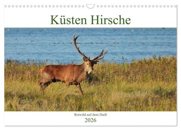 Produktbild: K&uuml;sten Hirsche - Rotwild auf dem Dar&szlig; (Wandkalender 2026 DIN A3 quer), CALVENDO Monatskalender