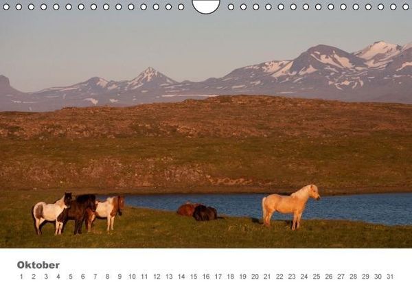 Produktbild: Islandpferde: Gef&auml;hrten der Wikinger (Wandkalender immerw&auml;hrend DIN A4 quer)