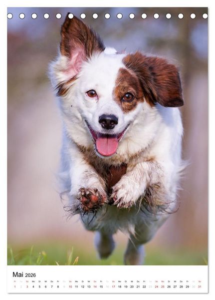 Produktbild: Hundefreunde (Tischkalender 2026 DIN A5 hoch), CALVENDO Monatskalender