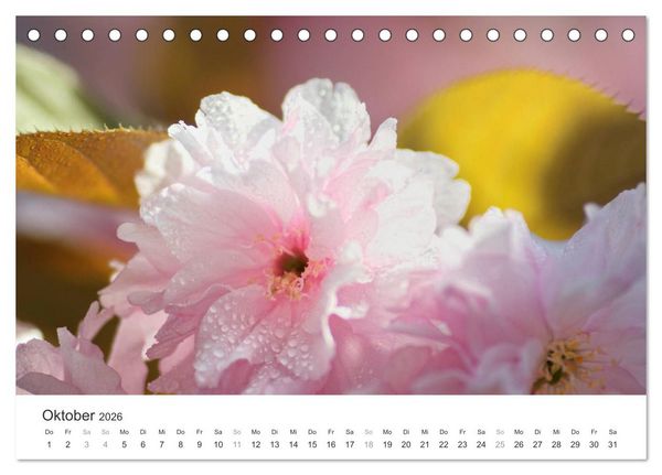 Produktbild: Kirschbl&uuml;tentraum (Tischkalender 2026 DIN A5 quer), CALVENDO Monatskalender
