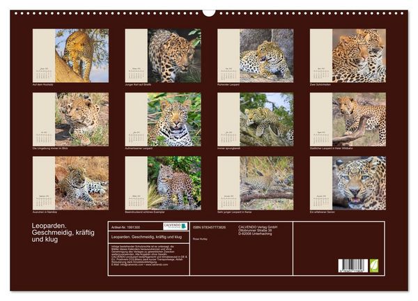 Produktbild: Leoparden. Geschmeidig, kr&auml;ftig und klug (Wandkalender 2026 DIN A2 quer), CALVENDO Monatskalender