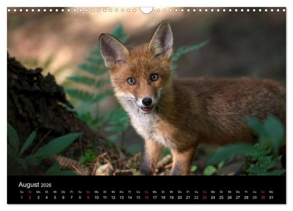 Produktbild: Ein Blick in Reinekes Kinderstube (Wandkalender 2026 DIN A3 quer), CALVENDO Monatskalender