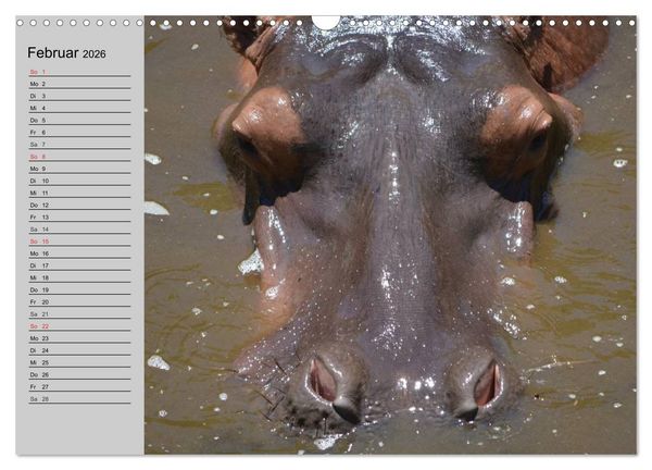 Produktbild: Nash&ouml;rner und Flusspferde (Wandkalender 2026 DIN A3 quer), CALVENDO Monatskalender